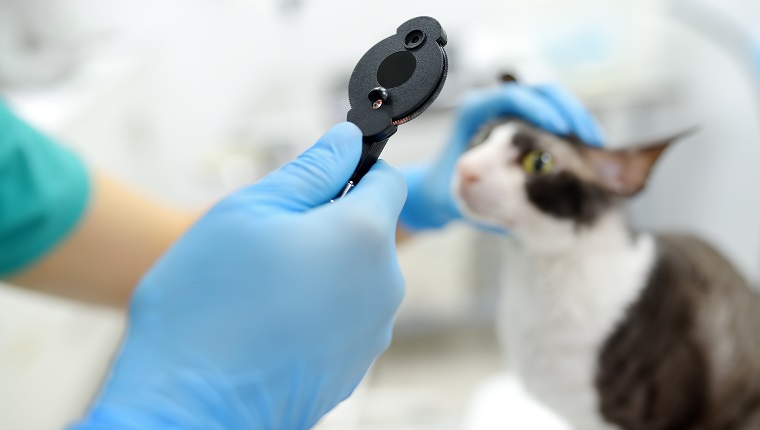 Veterinarian doctor checks eyesight of a cat of the breed Cornish Rex in a veterinary clinic. Health of pet. Care animal. Pet checkup, tests and vaccination in vet office.