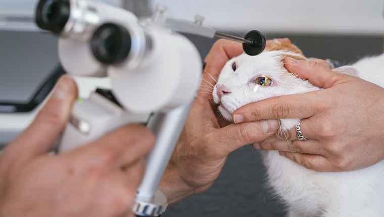 Professional doctor checking-up sight diopters on an elderly animal at a white clinic.