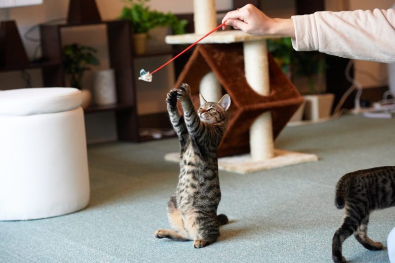 cat enjoying playtime