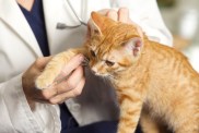 A close up of a veterinarian's hand while examining a kitten's leg in her exam room