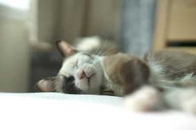 close up Siamese cat kitten on the bed