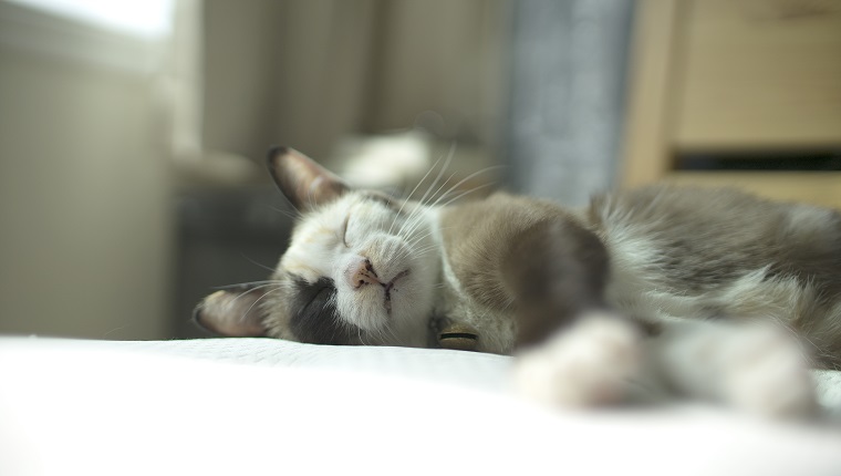 close up Siamese cat kitten on the bed