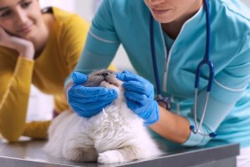 Pet owner with her cat at the vet clinic, the doctor is visiting her pet on the surgical table