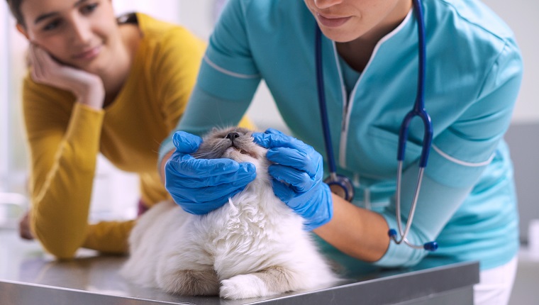 Pet owner with her cat at the vet clinic, the doctor is visiting her pet on the surgical table