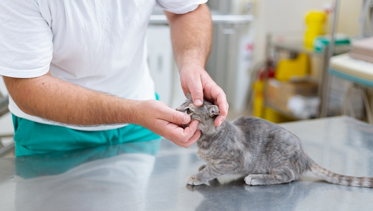 Kitty having eyes checkup in veterinary clinic, male veterinarian holding kitten in his arms while examine its health.