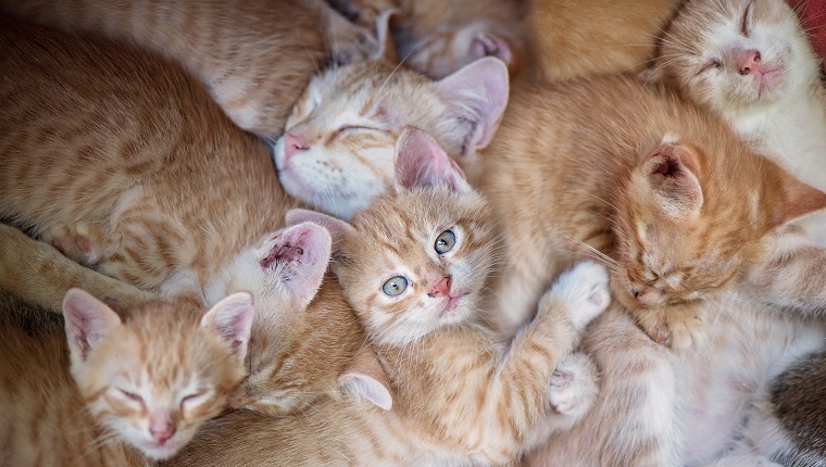 Many kittens asleep and one with eyes open