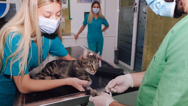 Veterinarians taking blood sample from a cat in a veterinary clinic. Doctor holding needle and two female technicians assist