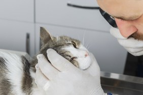 Veterinary Doctor Does Medical examination