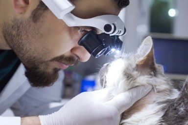 Veterinarian examining cat with sore eye