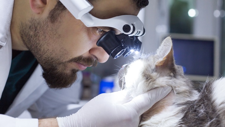 Veterinarian examining cat with sore eye