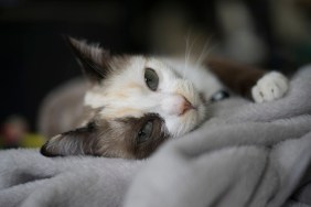 close up Siamese cat kitten on the bed