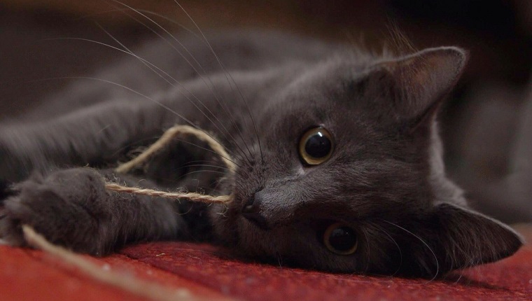 Portrait Of Cat With String In Mouth