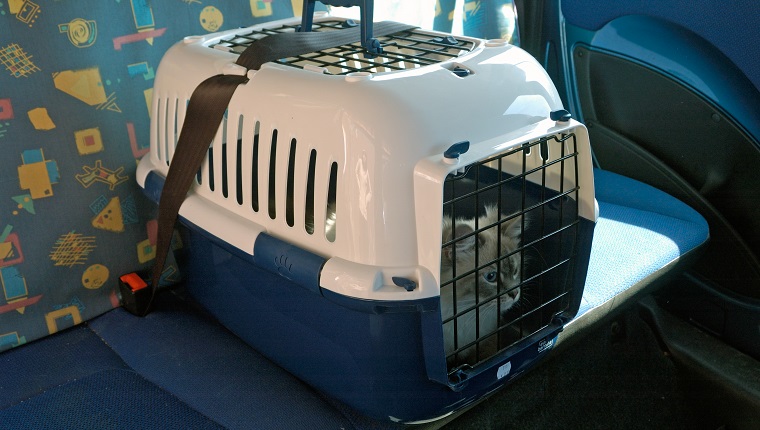 Cat Travel In a car