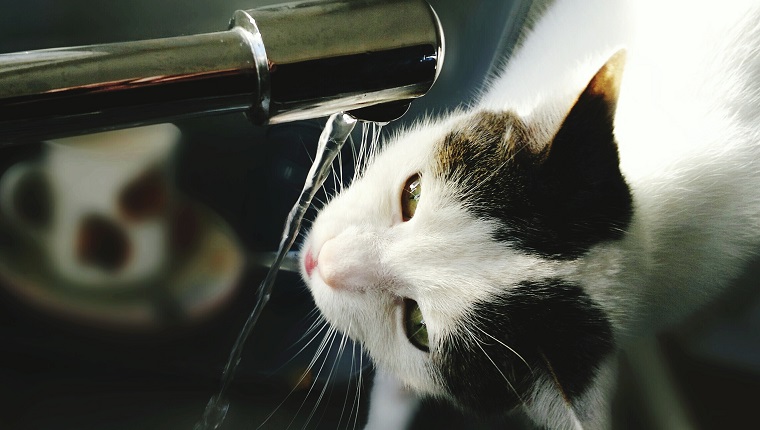 Close-Up Of Cat Drinking Water From Running Faucet In Kitchen At Home