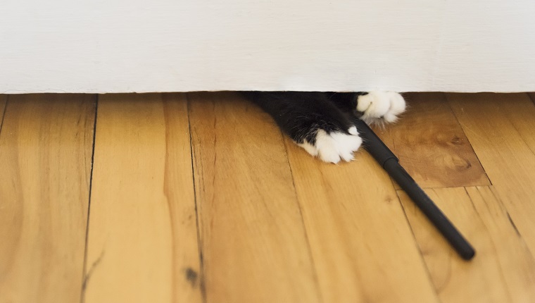 Cute and funny 7 month’s old female tuxedo cat playing with pen under a door. Horizontal indoors close-up shot with copy space. No people.