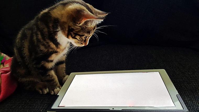 A cute tabby kitten is playing a game on a tablet