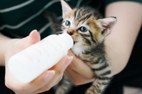 Woman Feeding Tabby Kitten With Bottle