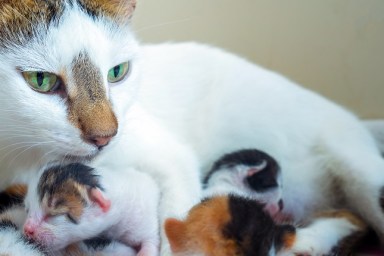 Cute Sweet Pet Animal Kitty and Mom Cat Photo