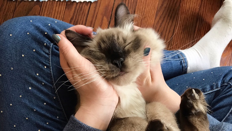 Girl holding her ragdoll cat.