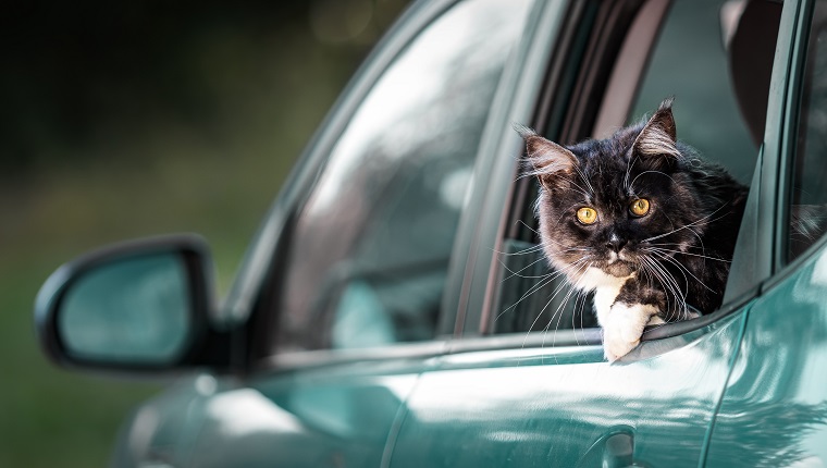 A Maine Coon cat with amazing yellow eyes looking out of the rear window of a passenger green car.