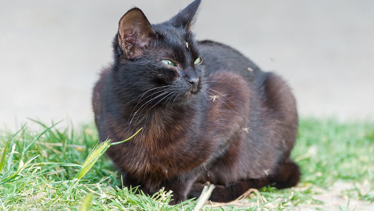 Black cat lying with mosquitoes around