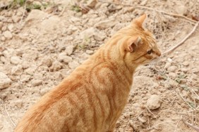 View from top on the bright ginger cat hunting on a small birds in desert at morning