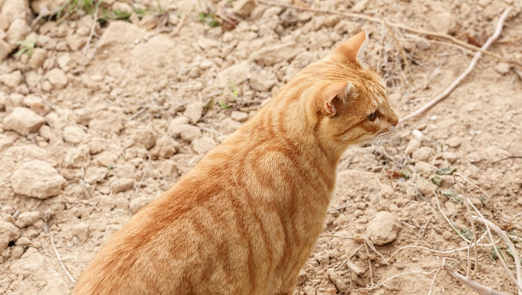 View from top on the bright ginger cat hunting on a small birds in desert at morning