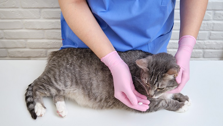 )A doctor in uniform with pills and a cat on the background of a vet clinic