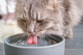 Close-up of tabby cat drinking water from bowl.