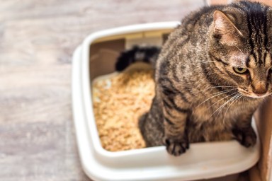 Cat pees in a pot with a wooden filling for cats