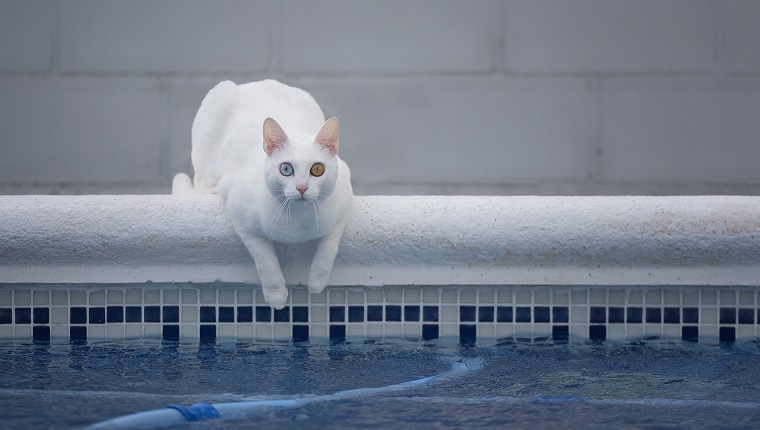 White cat in a pool