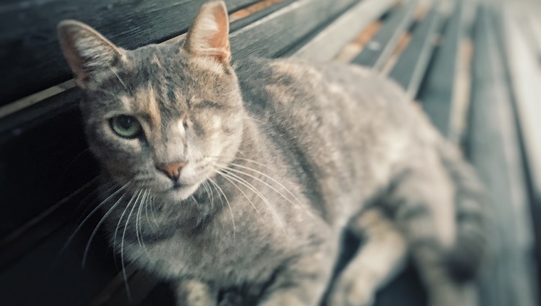 One-eyed cat, Israel, August 2017