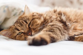 Ill cat lying with high temperature on the bed.