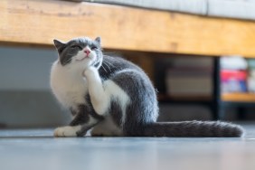 Cute British short hair cat kitten