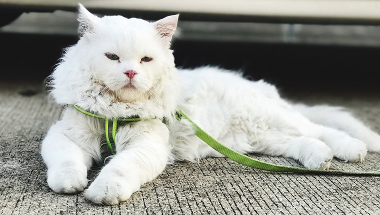 Cat Lying On Footpath