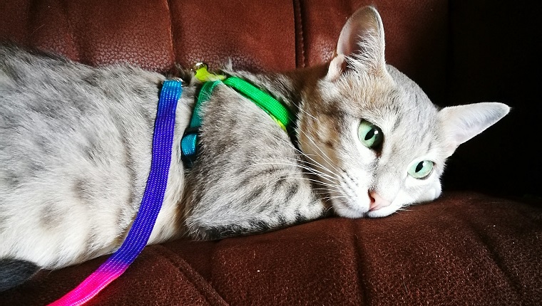 Portrait Of Cat Relaxing On Sofa At Home