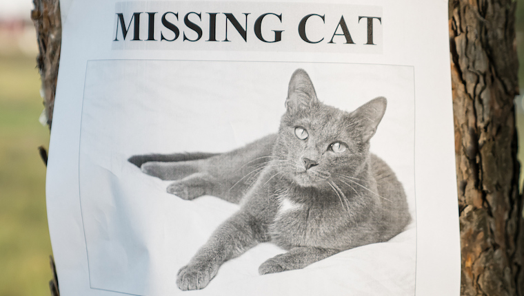 missing cat