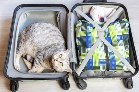 stowaway cat