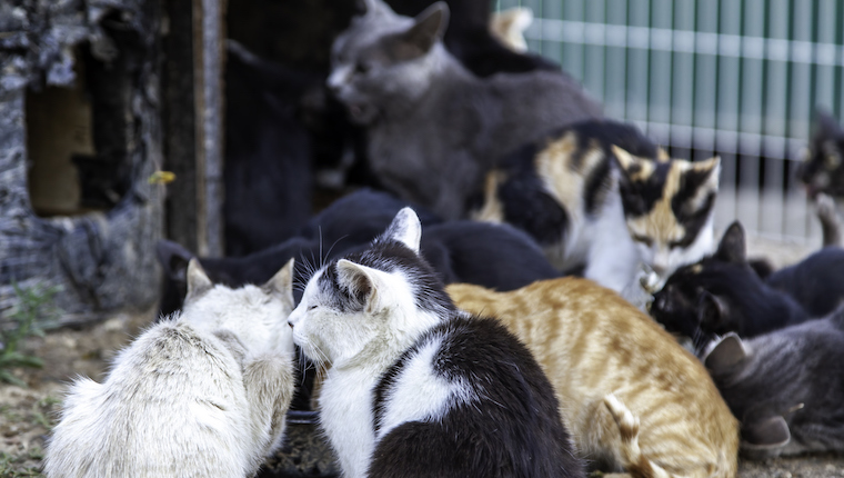 feral cat colony