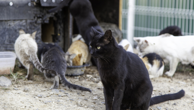 feral cat colony