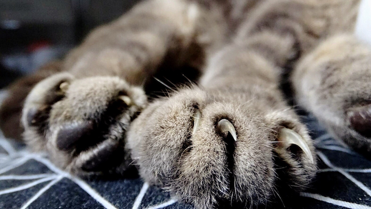 cat claws