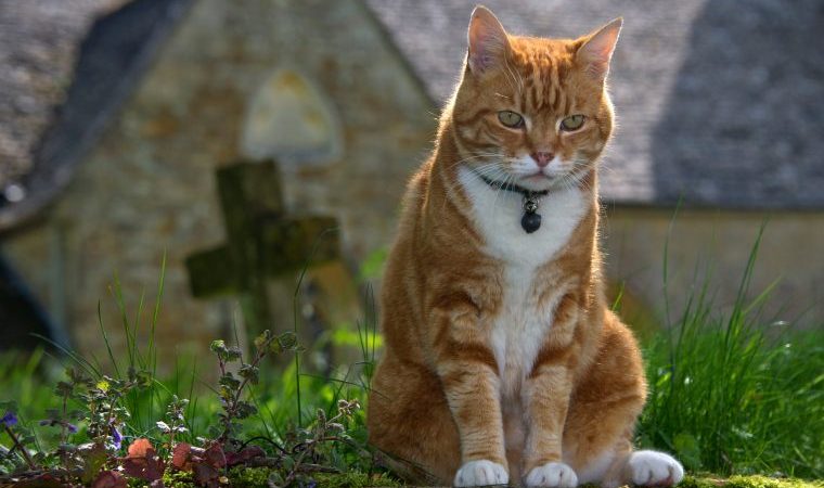 orange cat in front of cross cat names inspired by the bible