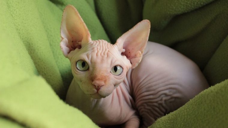 Sphynx cat Star Wars pet look-alike contest