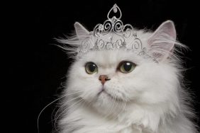 Persian cat wearing tiara; rich cats receive inheritance