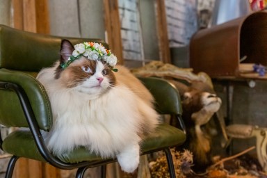 Stylish Siamese rescue cat wearing a crown while sitting in a chair.