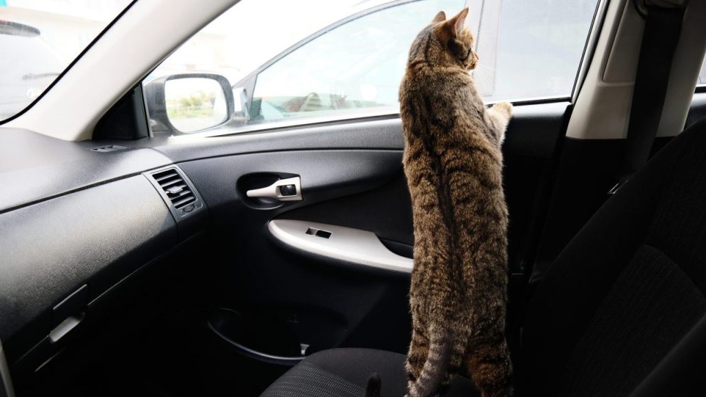 Wandering orange tabby cat jumps in strangers' cars and looks out car window.