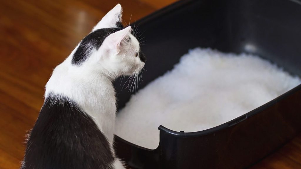 cat looking at litter box cat poops outside litter box