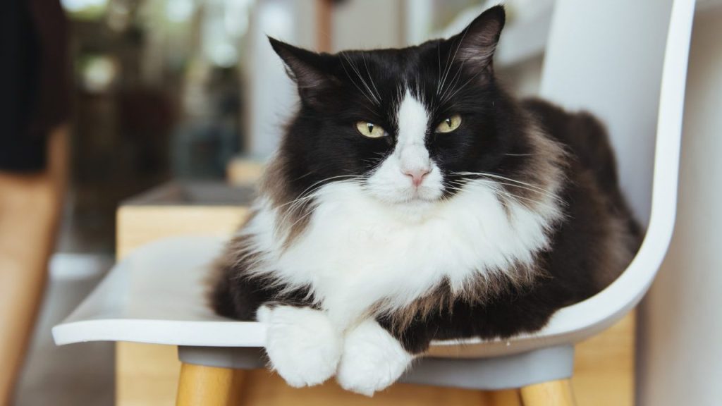 A long-haired black and white cat sitting on a white chair as if posing for a self-portrait.