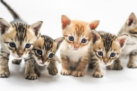 litter of kittens to give cat names by theme for