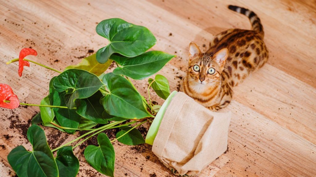 Bengal cat next to spilled flower pot. Cat has look of guilt or shame.